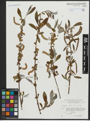 Foto von Salix alba L.
